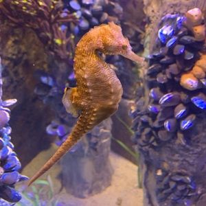 Meet your Posher, Echo